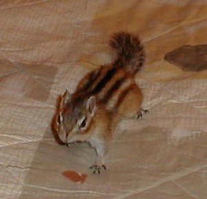 chipglowna.jpg